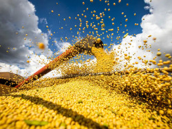 Clima adverso reduz em 21,4 milhões de toneladas a safra de grãos