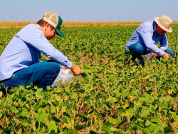 Fim do vazio sanitário no MS: semeadura depende da chuva