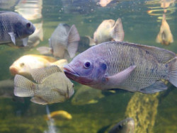 Mato Grosso do Sul é o 5º maior produtor de tilápia do país