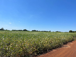 MPF e PF investigam arrendamentos ilegais de terras indígenas em MS