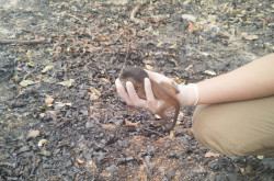 Filhote de macaco-prego é salvo após incêndios no Pantanal