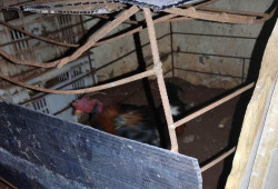 Homem é multado em R$ 9 mil por maus-tratos de galos encontrados em gaiolas