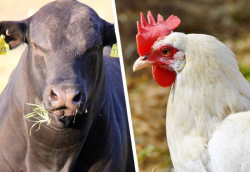 Papua Nova Guiné abre mercado para carne bovina e de frango do Brasil