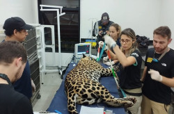 Onça-pintada resgatada em incêndio volta ao Pantanal após 43 dias de tratamento