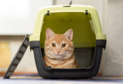 Mapa flexibiliza regras para entrada de pets com refugiados do Oriente Médio