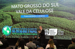 Área plantada de florestas em MS é a que mais cresce no país
