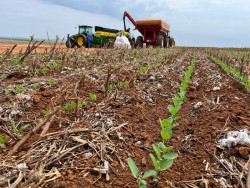 Soja: projeção mundial deve chegar a 424,5 milhões de toneladas em 2024/25