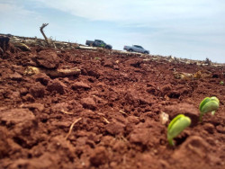 Plantio da soja em Mato Grosso do Sul ainda é lento; clima seco preocupa