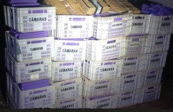 PM apreende quase uma tonelada de drogas em operação no Jardim Ibirapuera