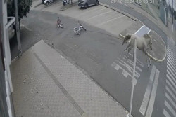 Homem arrastado por cavalo não teria tentado furtar animal