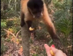 Mulher é multada em R$ 4,8 mil após alimentar macaco-prego com salgadinho