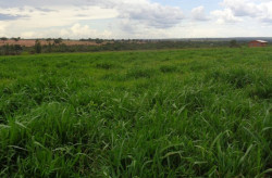 MS tem 7,7 milhões de hectares de pastagens degradáveis ​​com potencial