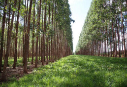 Curso aborda integração lavoura-pecuária-floresta em Campo Grande
