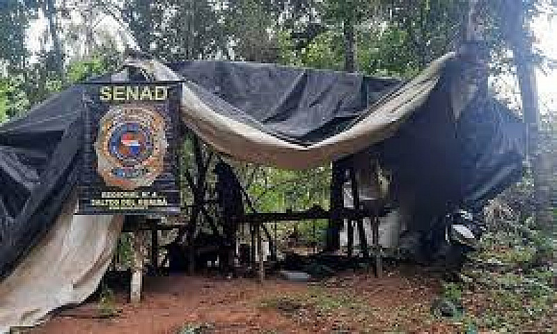 Roças de maconha e acampamentos foram destruídos durante operação pelo Senad (Imagem: Divulgação)