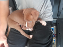 Polícia Militar recupera filhote de Pit Bull furtado de residência em Ponta Porã