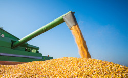 Produção de grãos atingirá 379 milhões de toneladas nos próximos dez anos