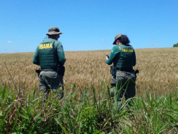 Ibama combate cultivo de transgênicos em Terras Indígenas em Mato Grosso do Sul e SC
