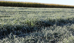 Cemtec alerta para nova geada e falta de chuva preocupa produtores