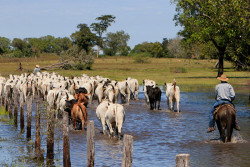 Com R$ 1,83 bi/ano, pecuária é a maior geradora de empregos no Pantanal