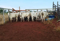 Proprietário de assentamento rural é preso por receptação de gado