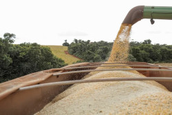 Soja e celulose lideram exportações de MS em outubro