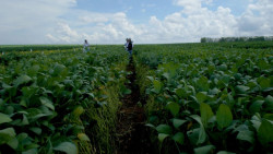 Mercado global de bioinsumos pode atingir US$ 45 bilhões até 2032