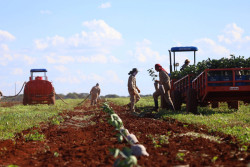 Com citricultura em expansão, produção de gigante do setor de laranja está em pleno vapor