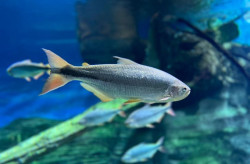 Bioparque reforça compromisso com a preservação por meio da pesquisa