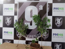 Dois homens são presos dentro de veículo e com 'pés’ de maconha em Dourados