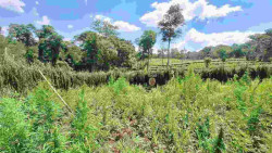 Operação na fronteira elimina 21 toneladas de maconha em fase de produção