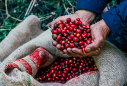 Exportações do agro brasileiro batem recorde e alcançam US$ 14,27 bilhões