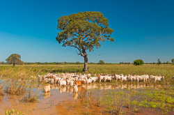 Pantanal é o maior investidor em inseminação artificial de MS