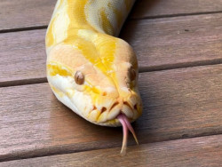 Píton albina que não pode retornar à natureza ganhará nova chance no Bioparque