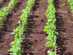 Projeto autoriza uso do fungicida carbendazim em defensivos agrícolas