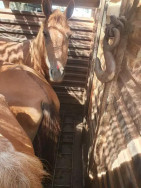 Operação resgata 73 cavalos vítimas de maus-tratos no distrito Cabeceira do Apa