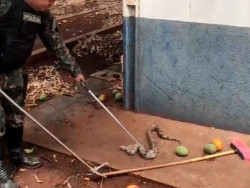 Policiais ambientais capturam e devolvem jibóia ao habitat natural em Dourados