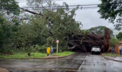 Veja o vídeo: árvore gigante cai sobre carros em Dourados