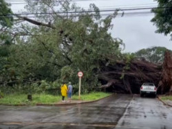 Veja o vídeo: árvore gigante cai sobre carros em Dourados