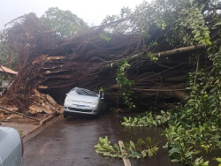 Seringueira que caiu e destruiu carros estava “condenada” há 3 anos