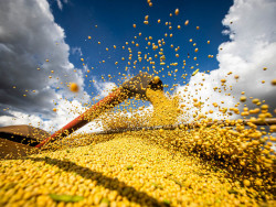 PIB do agro recua no 3º trimestre de 2024; no ano, queda chega a 3,5%