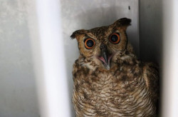 Imasul transfere filhotes de tuiuiú e corujas para zoológico em São Paulo