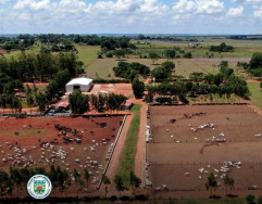 Polícia Ambiental flagra confinamento clandestino de bois em Itaquiraí