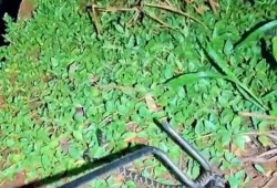 PMA resgata jararaca no HU e capivara em distribuidora de gás em Dourados