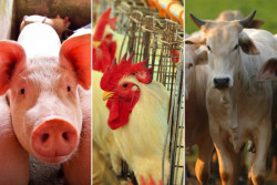 Abate de bovinos, suínos e frangos atinge marcas históricas