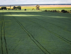 Em menos de quatro décadas, área destinada à soja cresce nove vezes