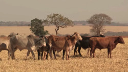 Como as mudanças climáticas podem impactar no manejo sanitário do gado?