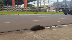 Três capivaras são atropeladas na Avenida Marcelino Pires