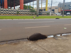 Três capivaras são atropeladas na Avenida Marcelino Pires