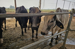 Reprodutores e matrizes oriundas de cruzamento genético terão isenção de ICMS