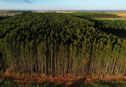 Área dedicada ao cultivo do eucalipto avança, enquanto do milho apresenta queda